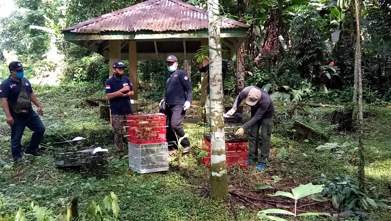 710 release of pleci birds in the Sibolangit Nature Park (May 7, 2020)